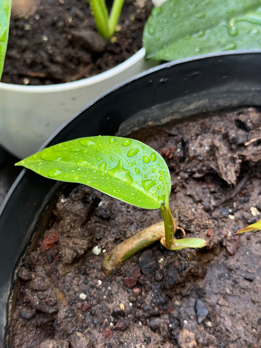 5 pasos para usar tu fertilizante en polvo de Hellennia