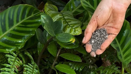 5 pasos para usar tu fertilizante granulado.