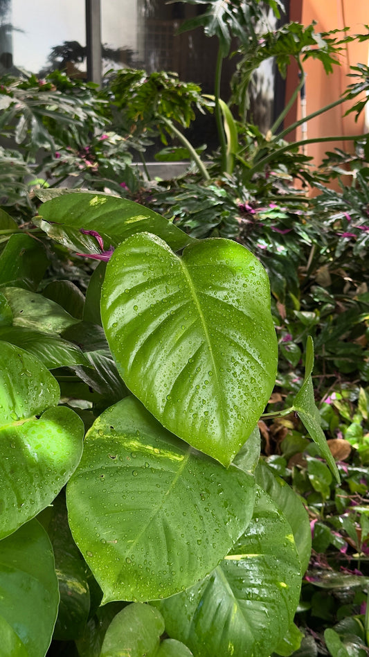 3 claves para vivir una Cultura Botánica sana.