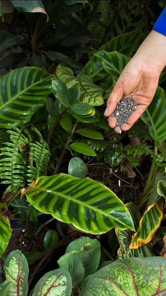 Bundle Foliáceo-Gaïa