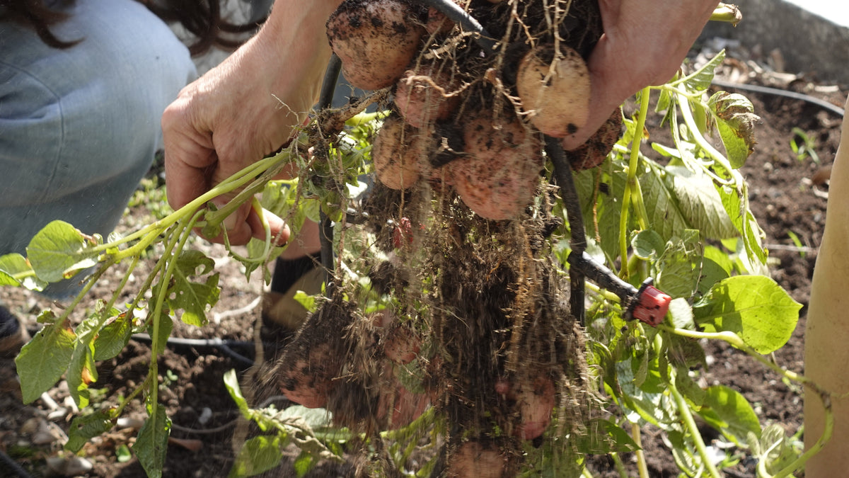 GAÏA vs fertilizantes químicos — por qué la biología del suelo cambia todo