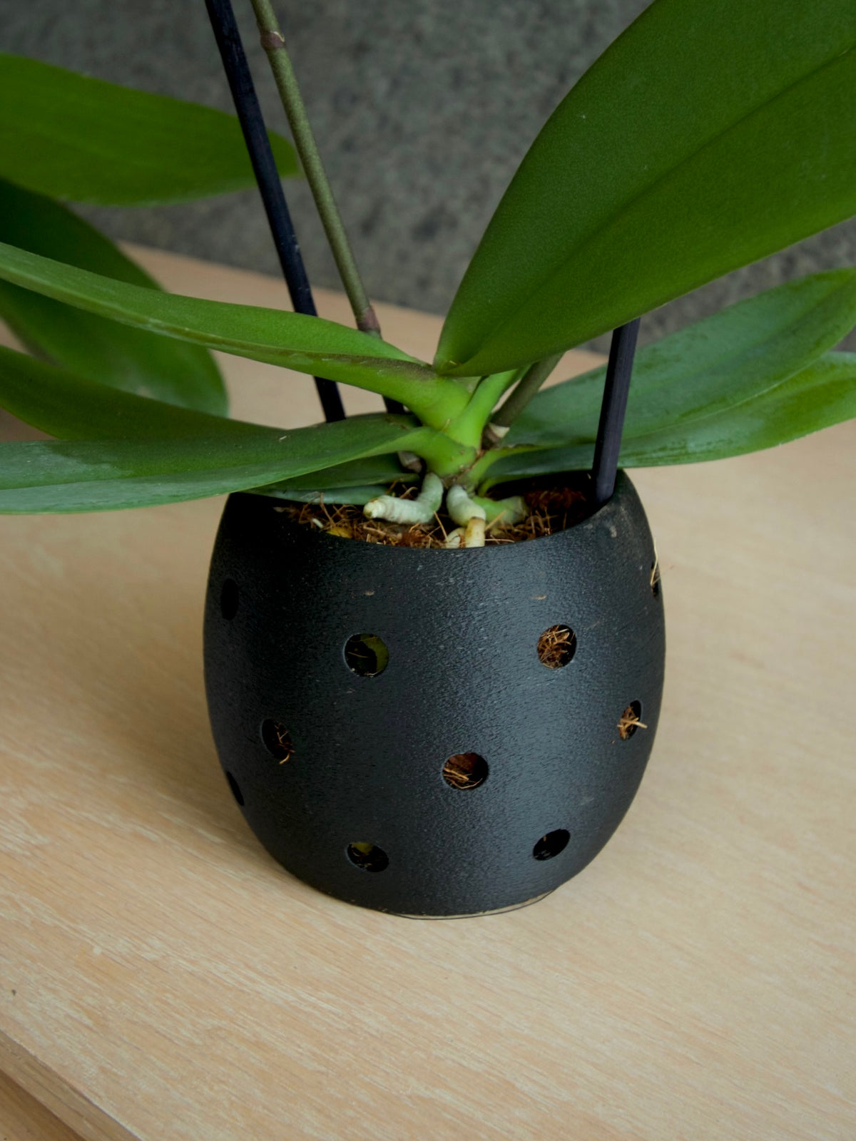 Maceta para Orquídeas Mini 8cm