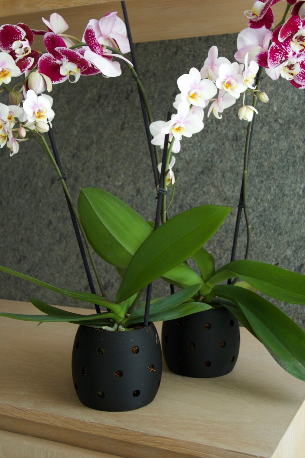 Maceta para Orquídeas 12cm
