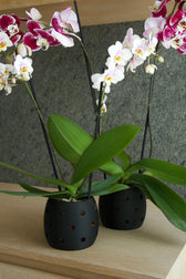 Maceta para Orquídeas 12cm