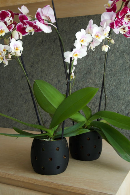 Maceta para Orquídeas
