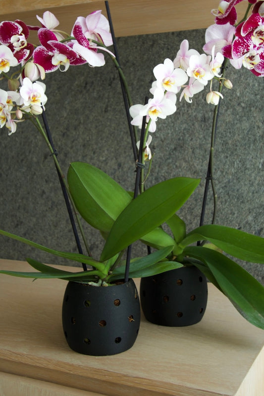 Maceta para Orquídeas
