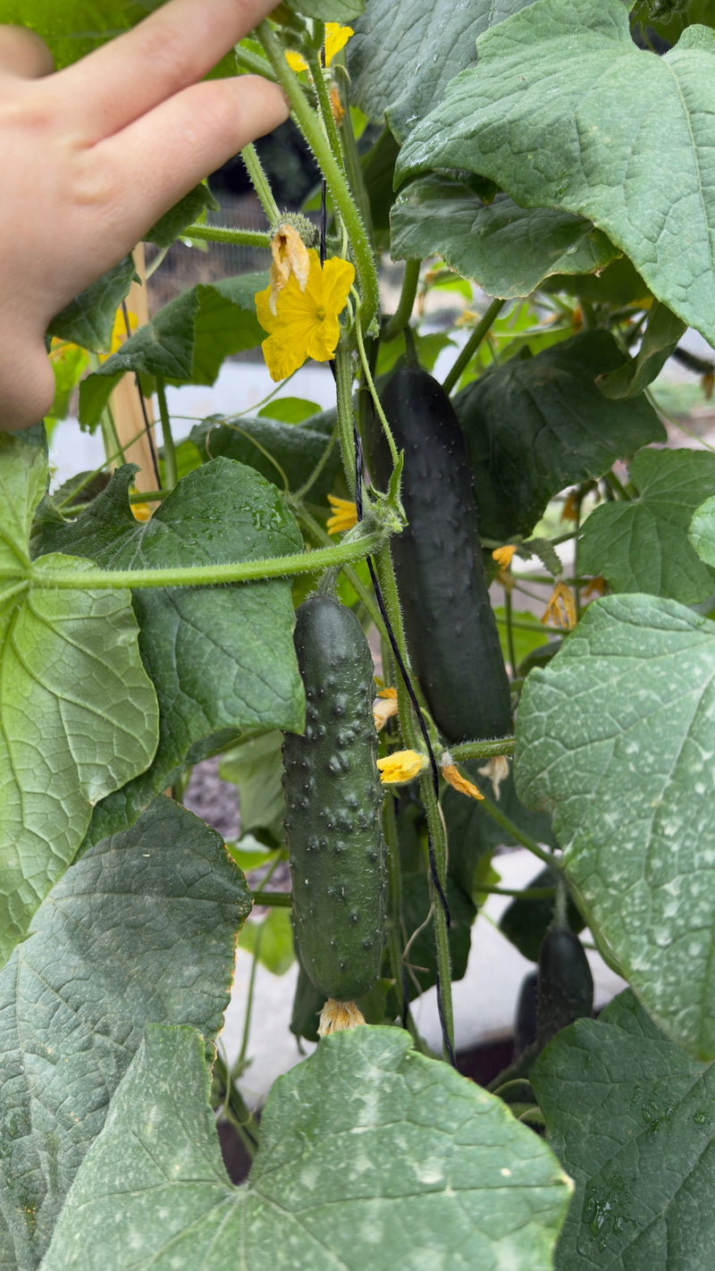 No es solo fertilizante, es cultura botánica