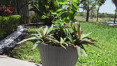 YAĪA 600g — Fertilizante en polvo para todas tus plantas.