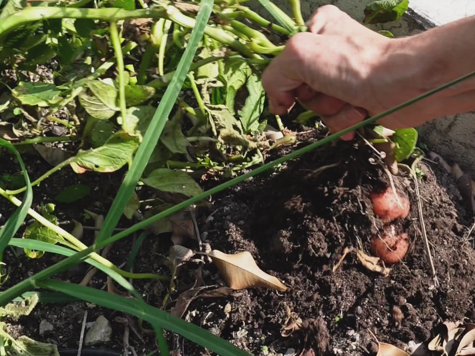 Tus plantas merecen lo mejor